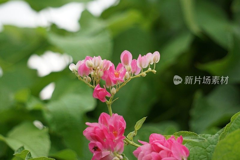 墨西哥蔓生植物(也称为Antigonon leptopus，珊瑚藤，女王花环，Coralita，蜜蜂灌木)花。这种植物对普通流感、痛经和许多其他症状都有疗效